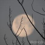 lune-derriere-des-branches