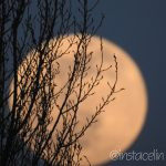 La lune dorée
