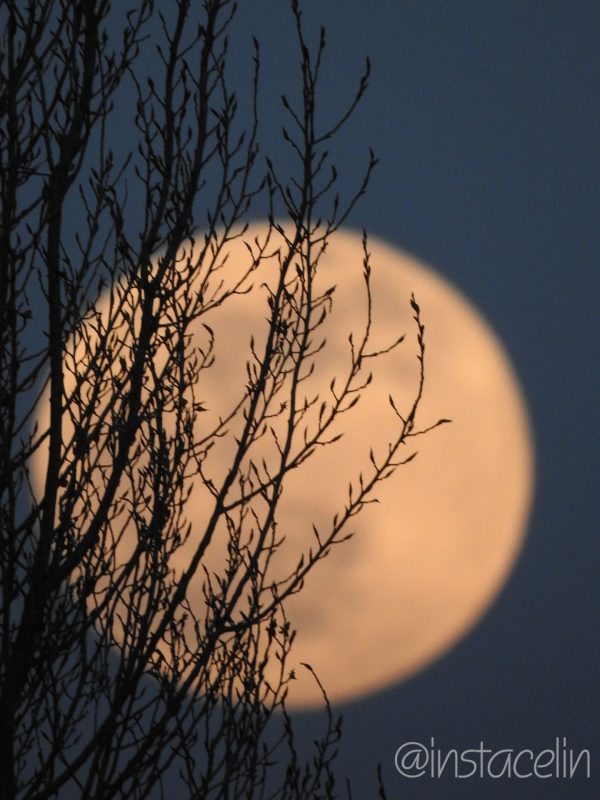 La lune dorée